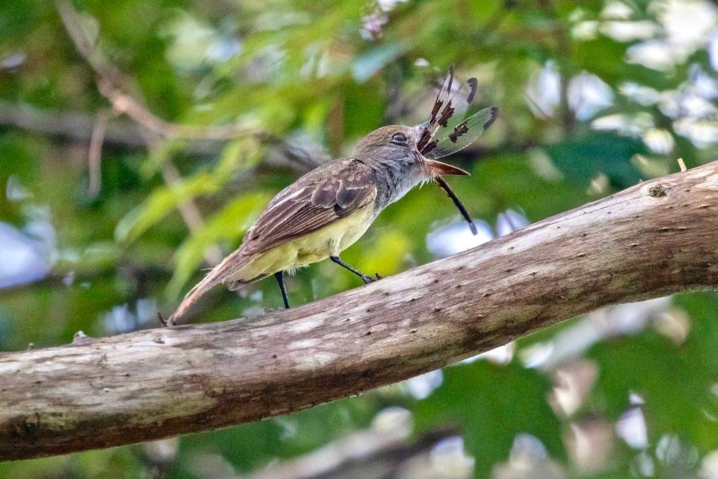 Image by DFChurch is licensed under CC BY-NC-ND 2.0